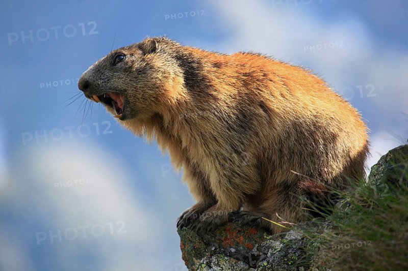 Alpine Marmot
