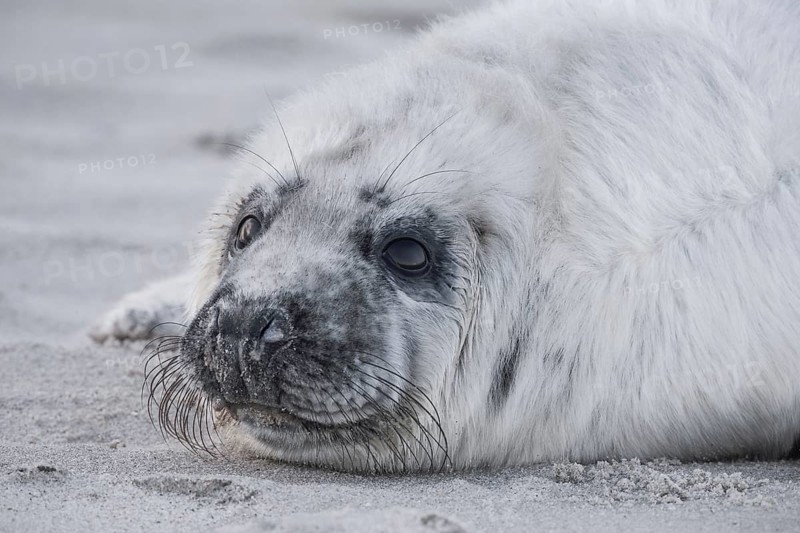 Grey seal