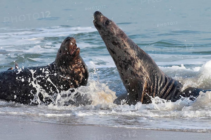 Grey seal