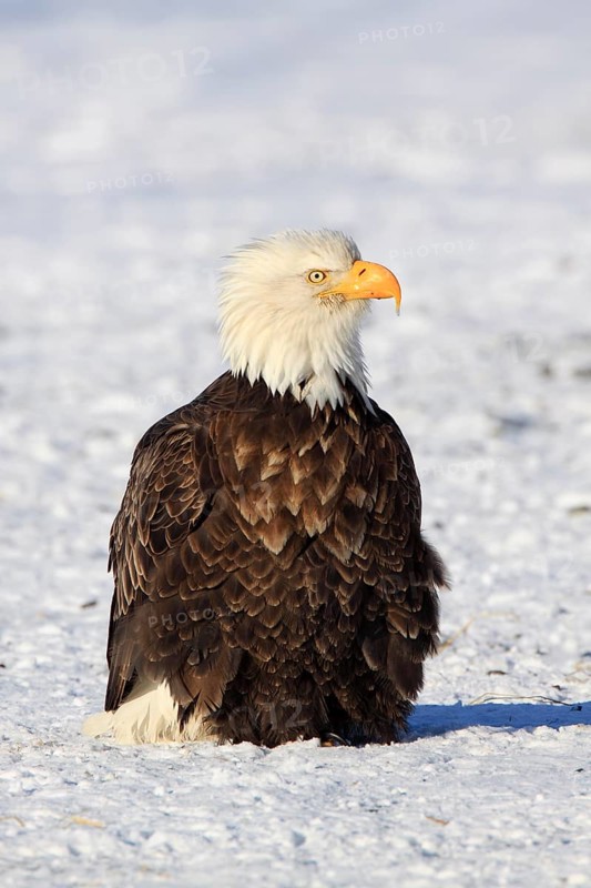 Bald eagle