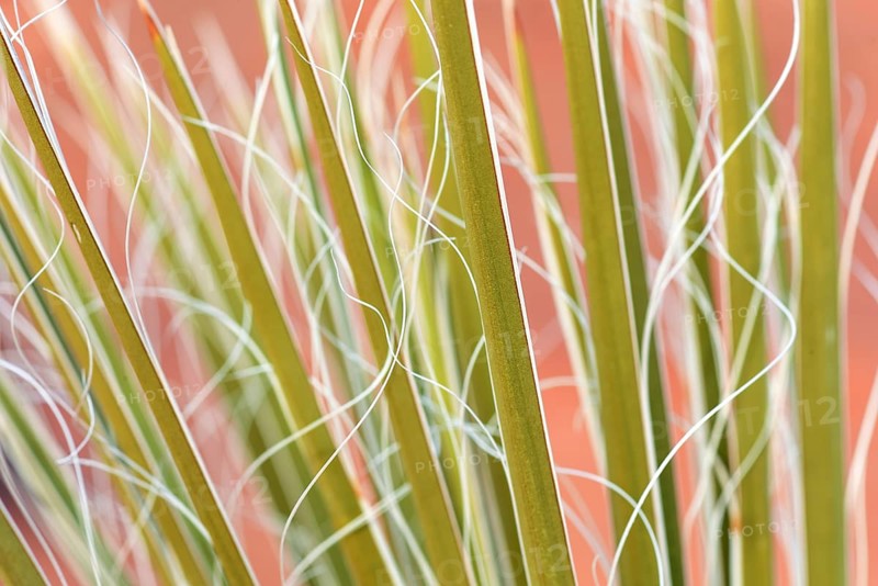 Yucca
