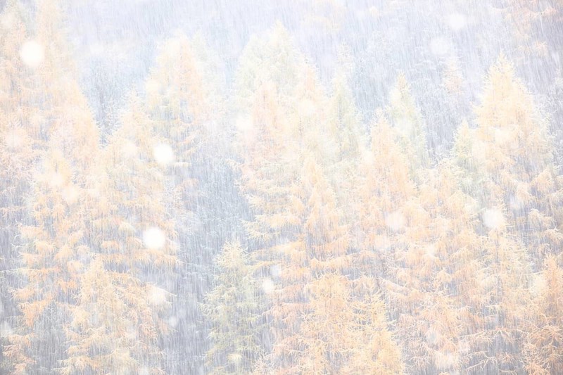 Larch forest during snowfall