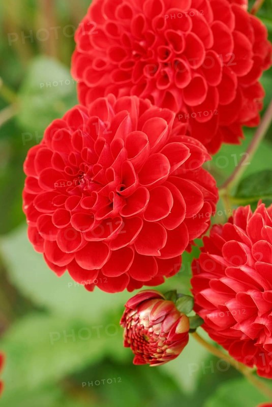 Pompon-Dahlia