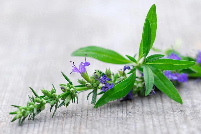 Hyssop