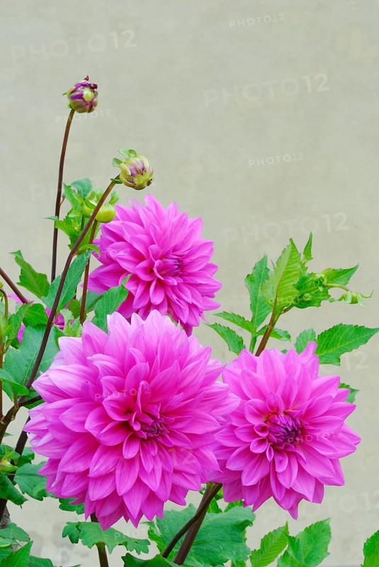 Dahlia spec.