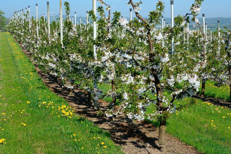 Cherry trees on trellis