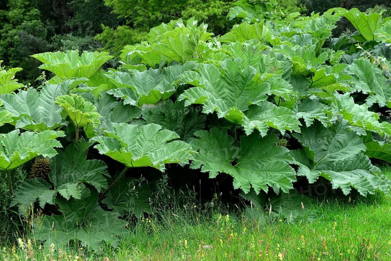 Gunnera