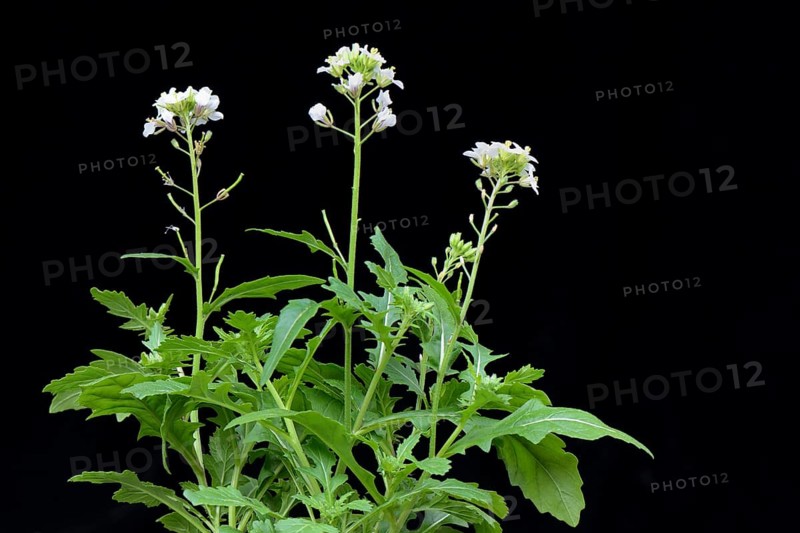 White rocket