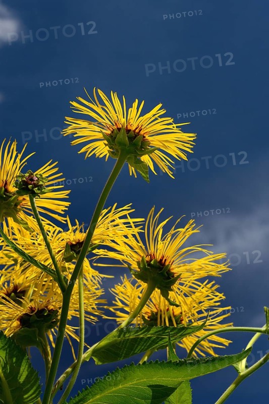 Elecampane