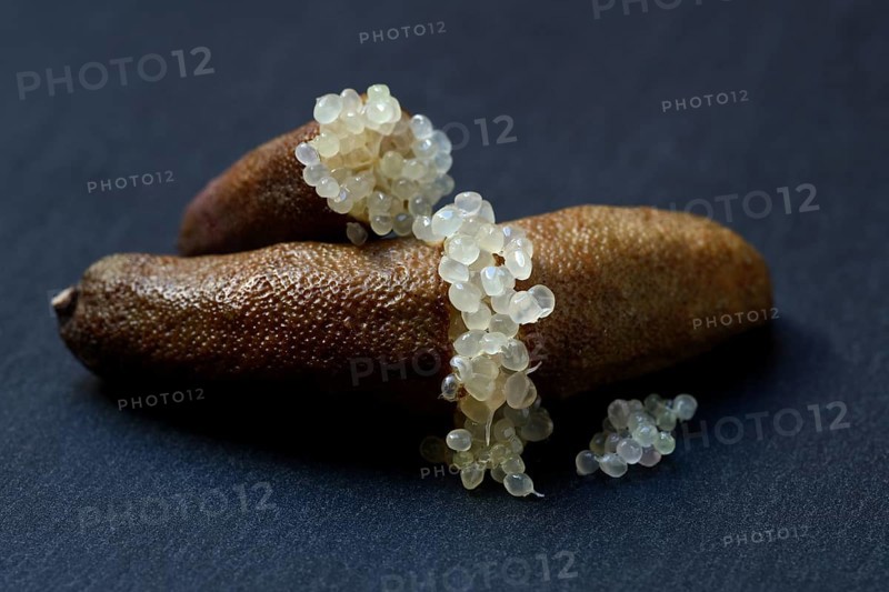 Australian finger lime