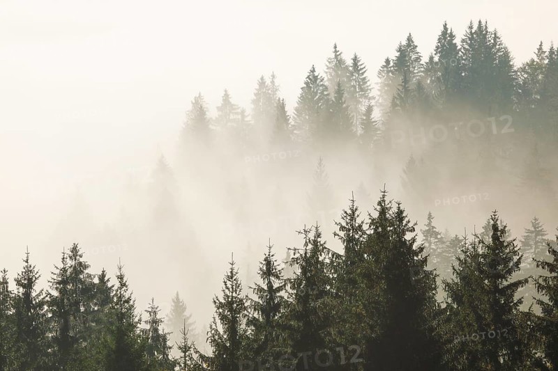 Forest in the fog