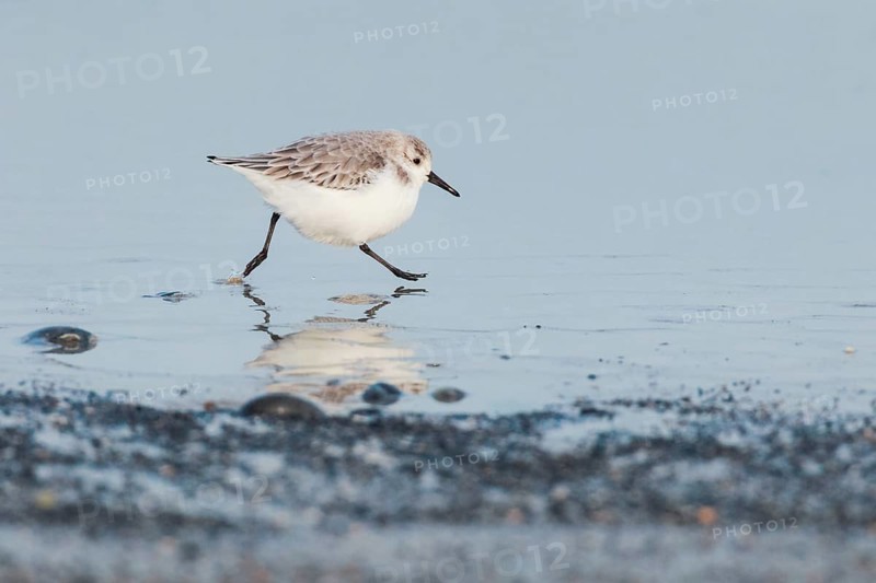 Sanderling