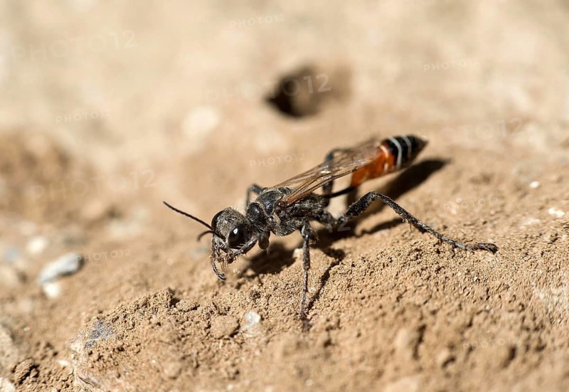 Female of the southern digger wasp
