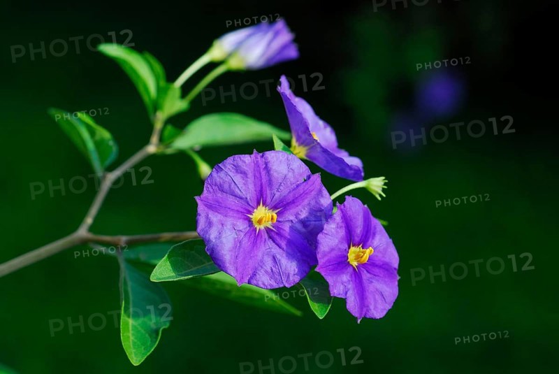 Blue Potato Bush