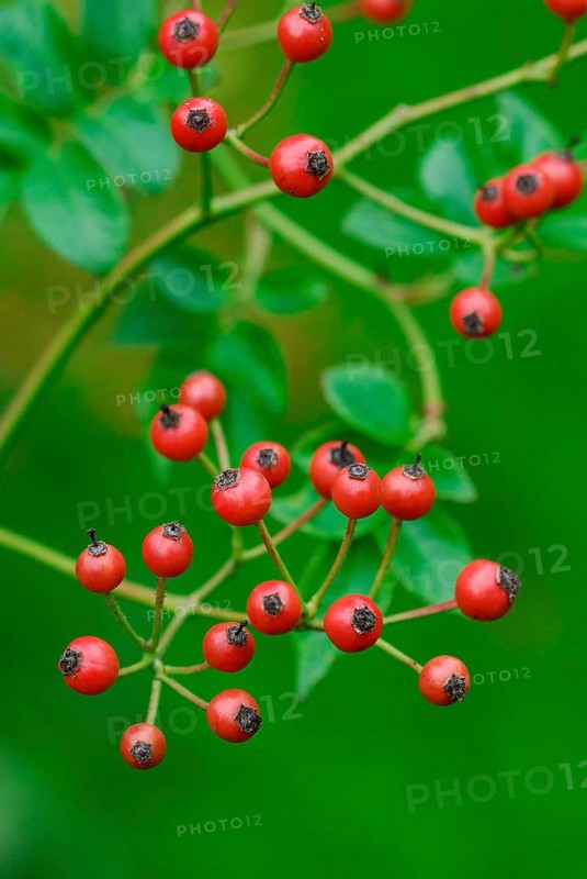 Rose hips of the multiflora rose