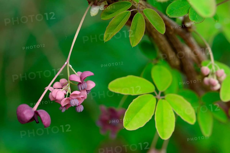 Akebia quinata