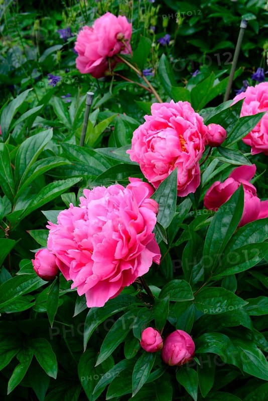 Chinese peony