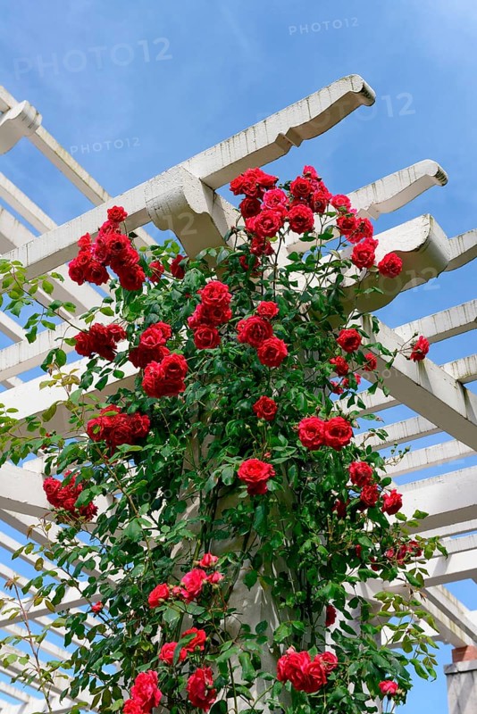 Climbing rose