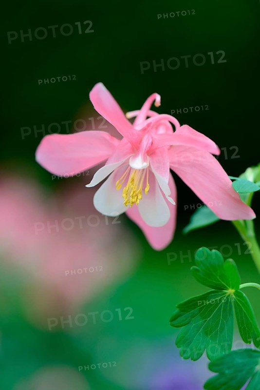 European Columbine or Granny's Nightcap