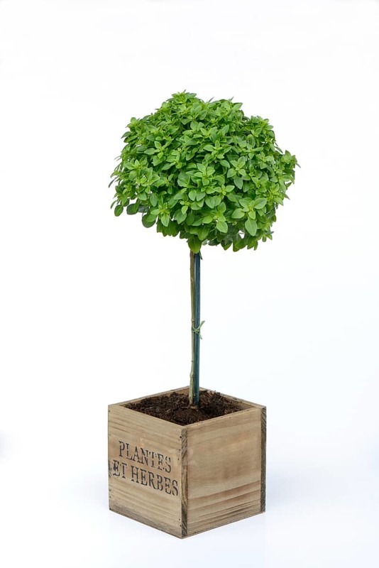 Greek Basil