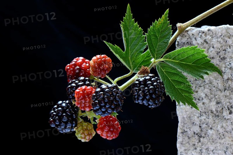 Mature and immature Rubus fruticosus