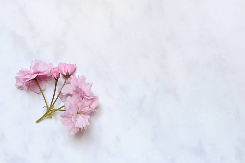 Japanese decorative cherry