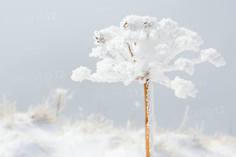 Ice detail on chervil