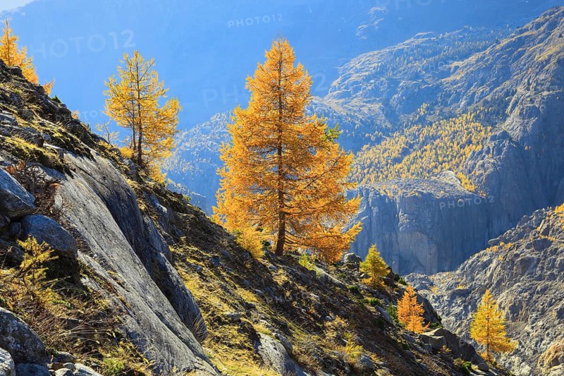 Aletsch glacier and larches
