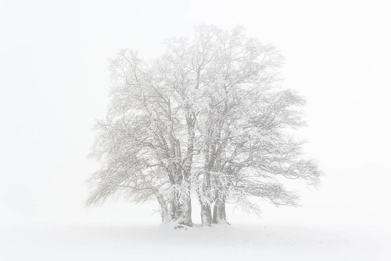 Beech