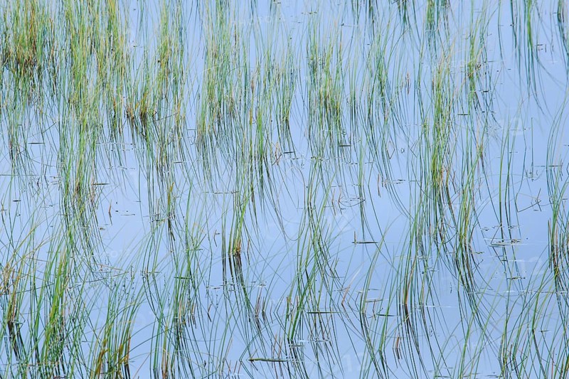 Leaves of grass reflected in the water