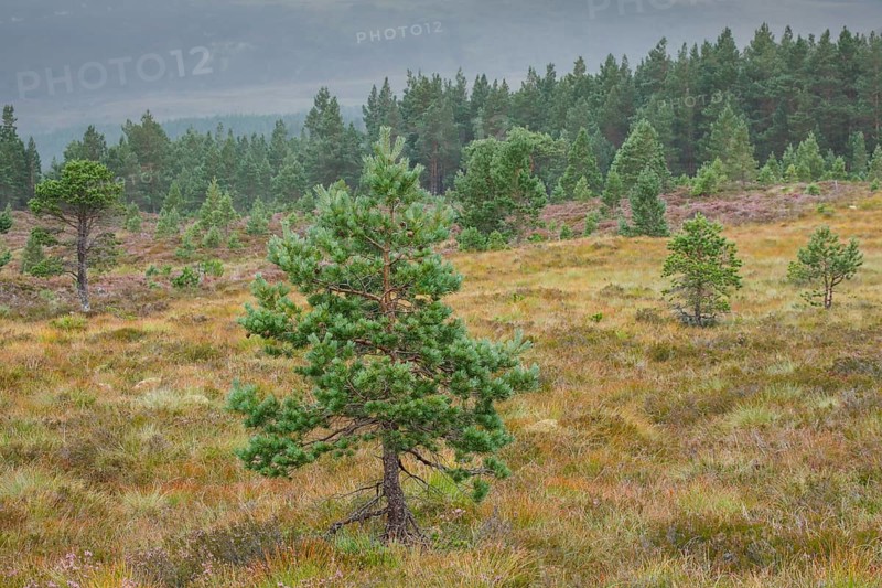Scots pines and heather