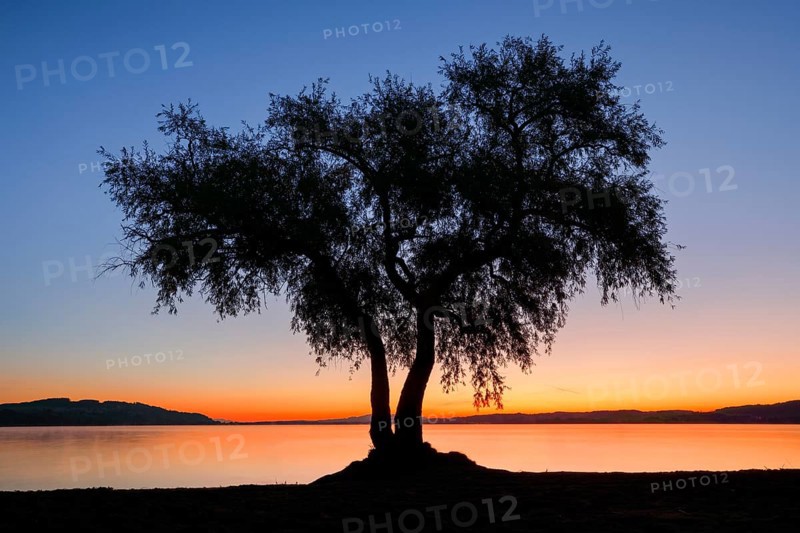Pasture at Lake Murten