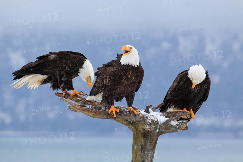 Bald eagle