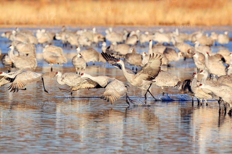 Sandhill crane