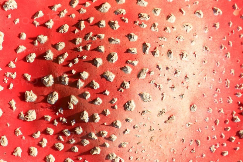 Fly agaric