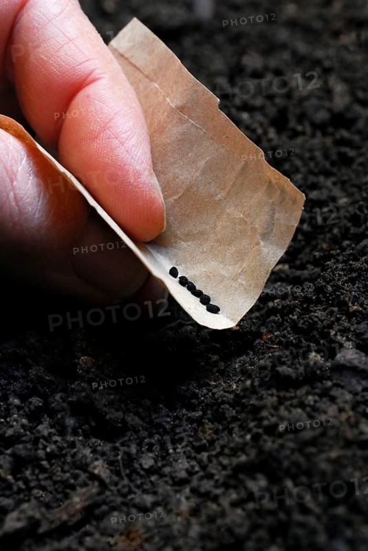 Sowing of flower seeds