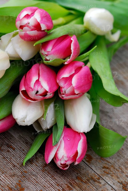 Ostrich tulips