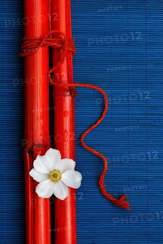 Chinese Anemone