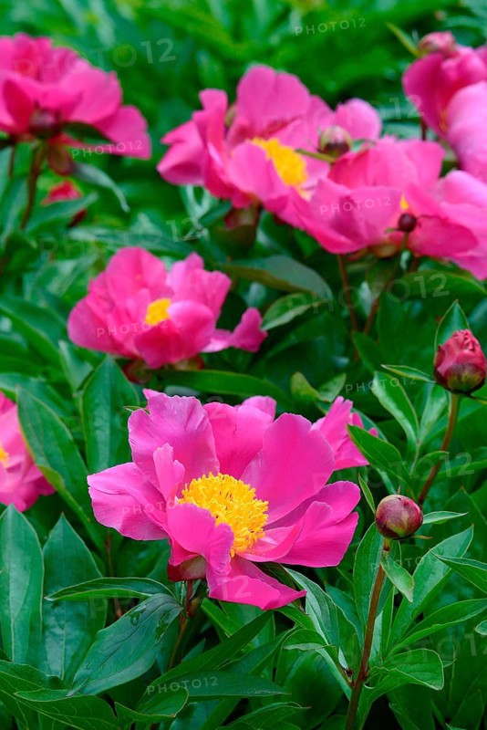 Chinese peony