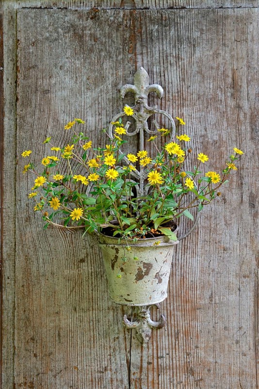 Mexican creeping zinnia