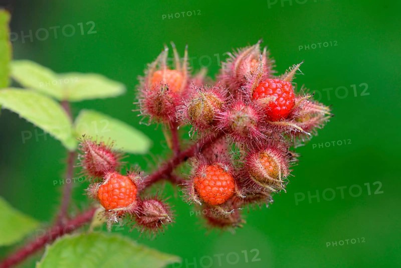 Japanese Wineberry