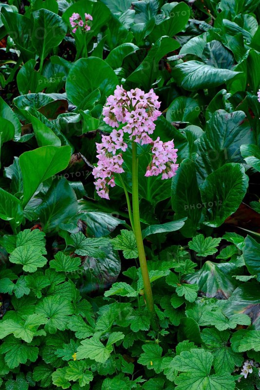 Elephant-eared Saxifrage '