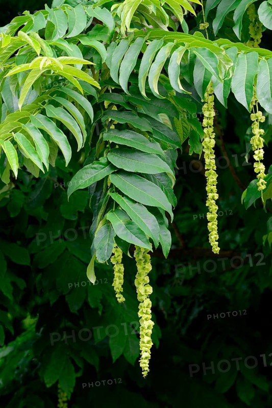Caucasian wingnut