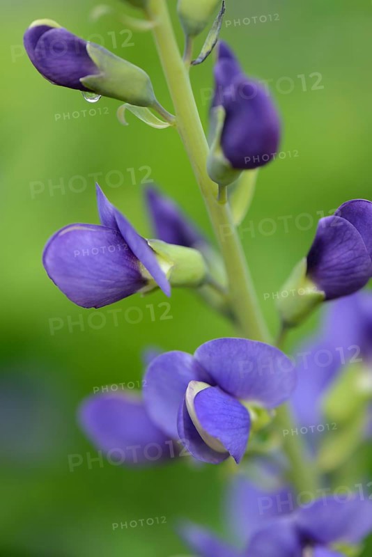 Blue wild indigo