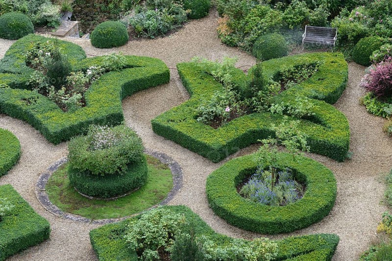 Boxwood in topiary