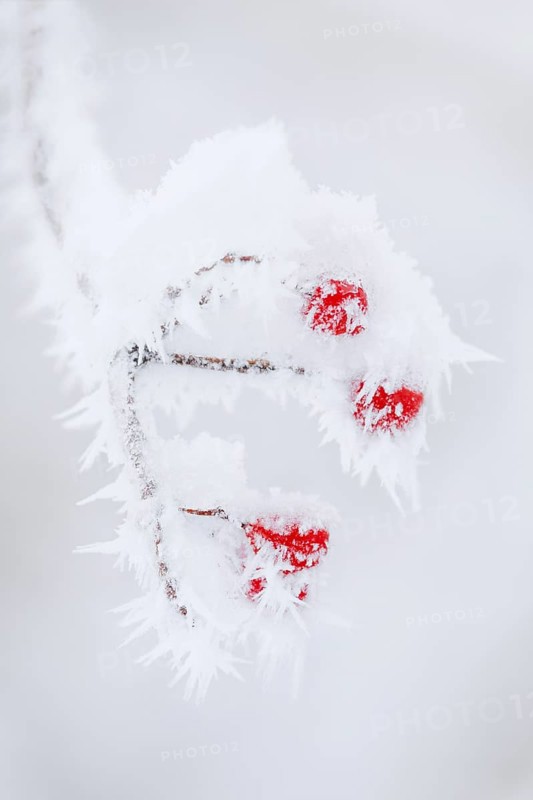 Common snowball with hoarfrost