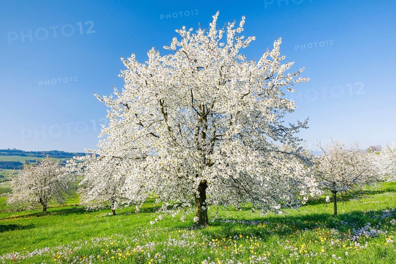 Cherry trees in spring