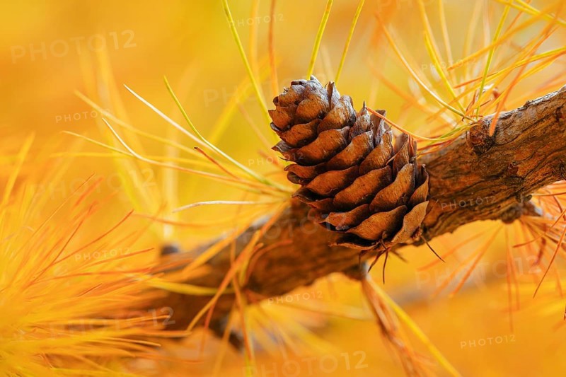 Close-up of a larch cone in autumn