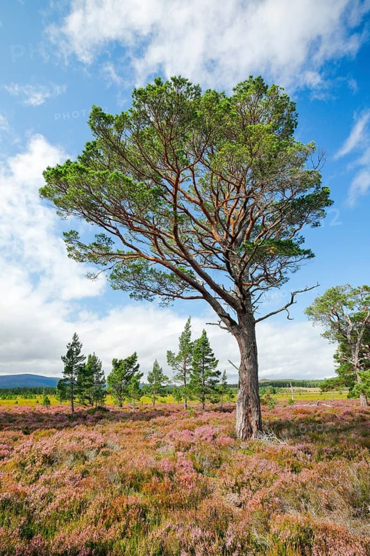 Scots pine
