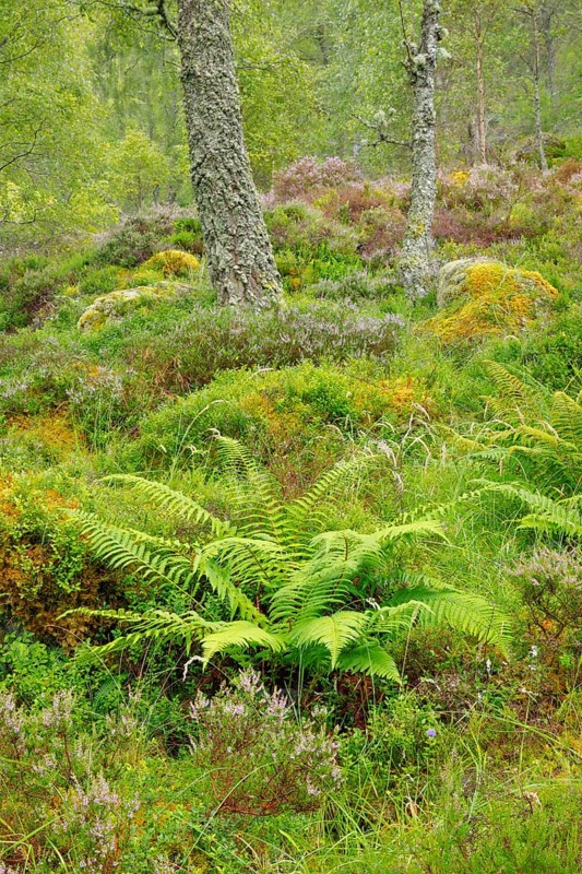 Birch forest